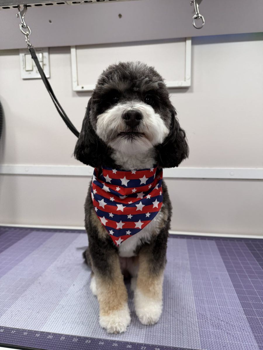 Bernedoodle in a star bandana after grooming in Fulshear