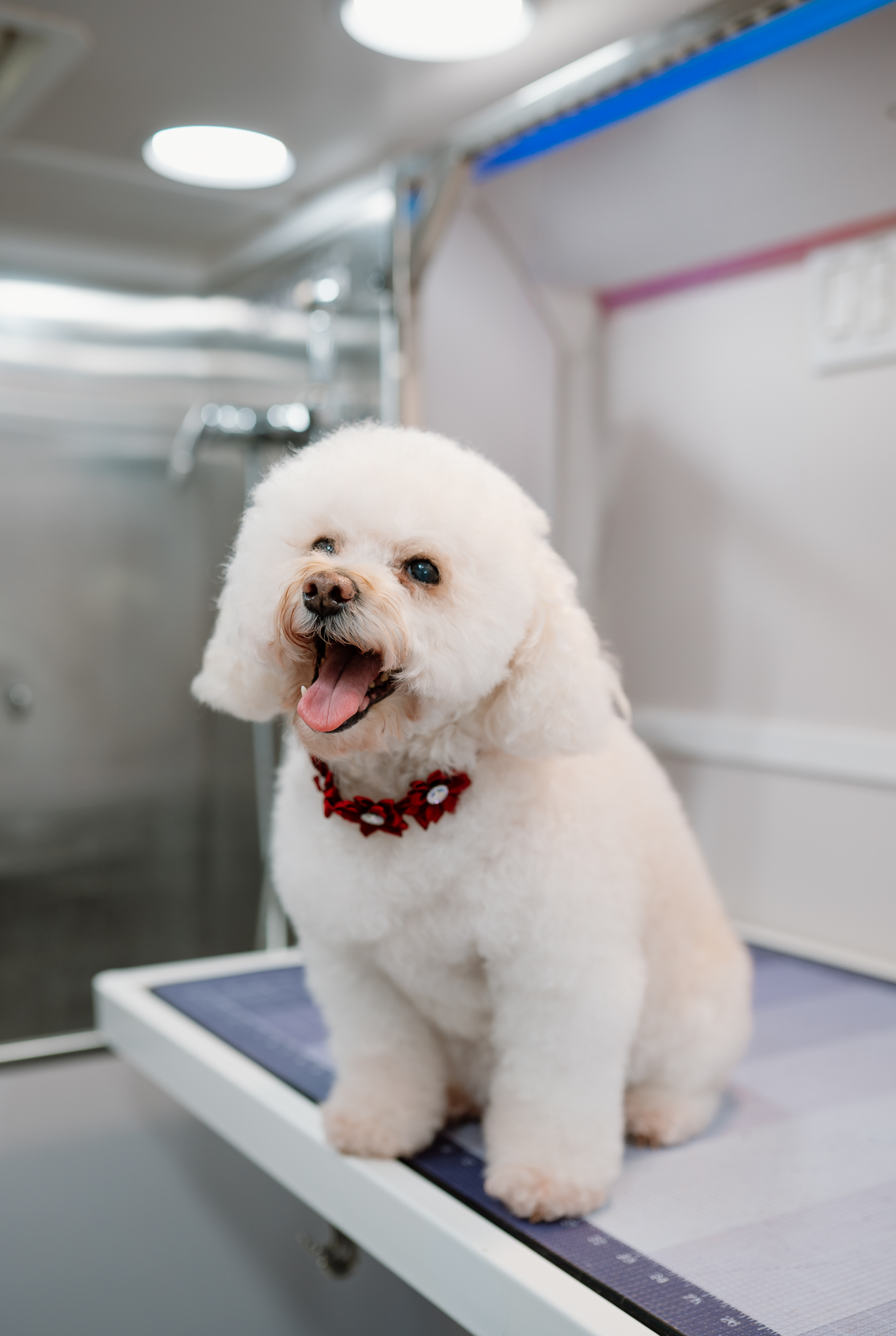 Fluffy white bichon smiling after a groom in the King of Tails van