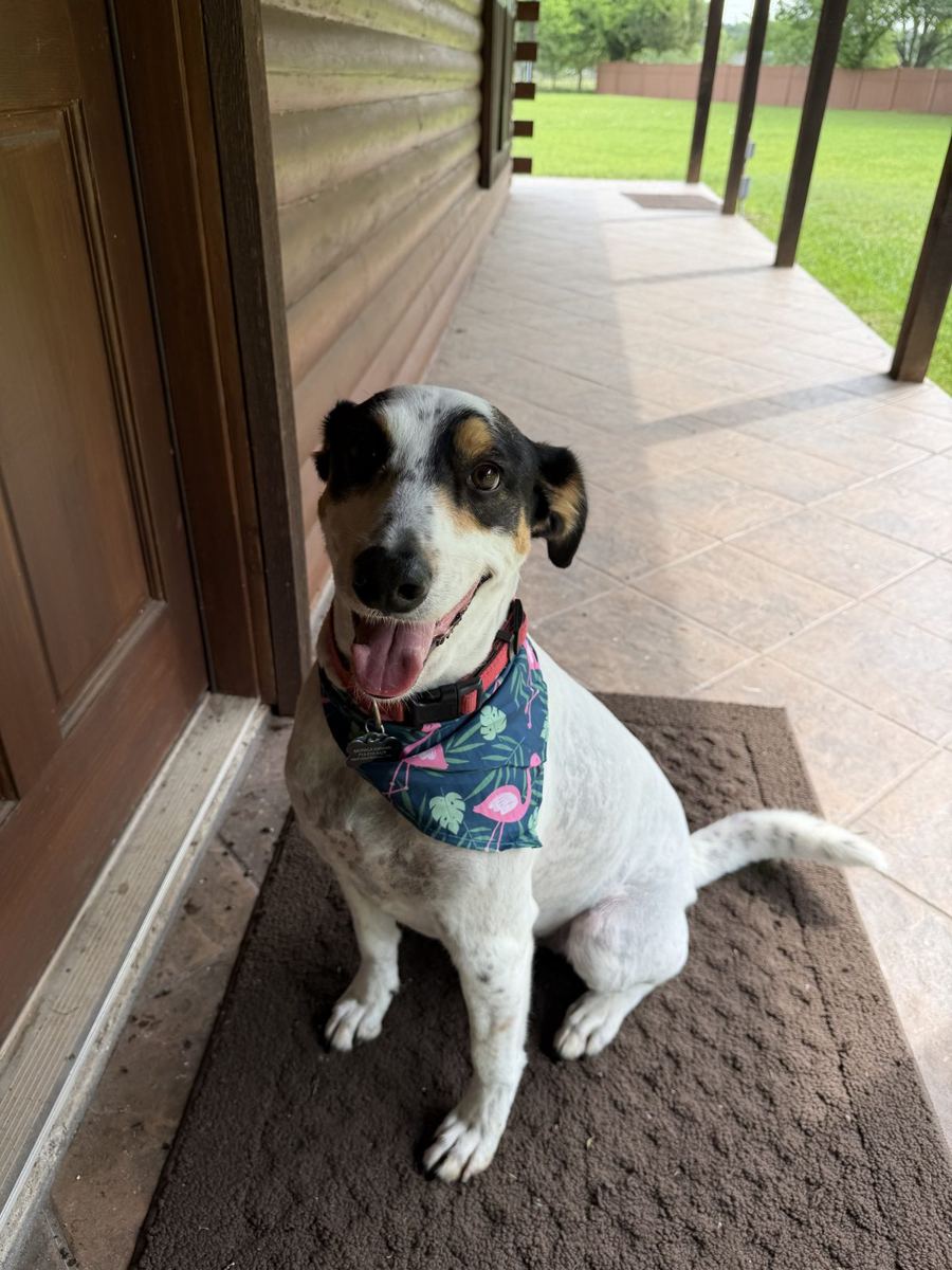 Happy dog back home on the porch after grooming
