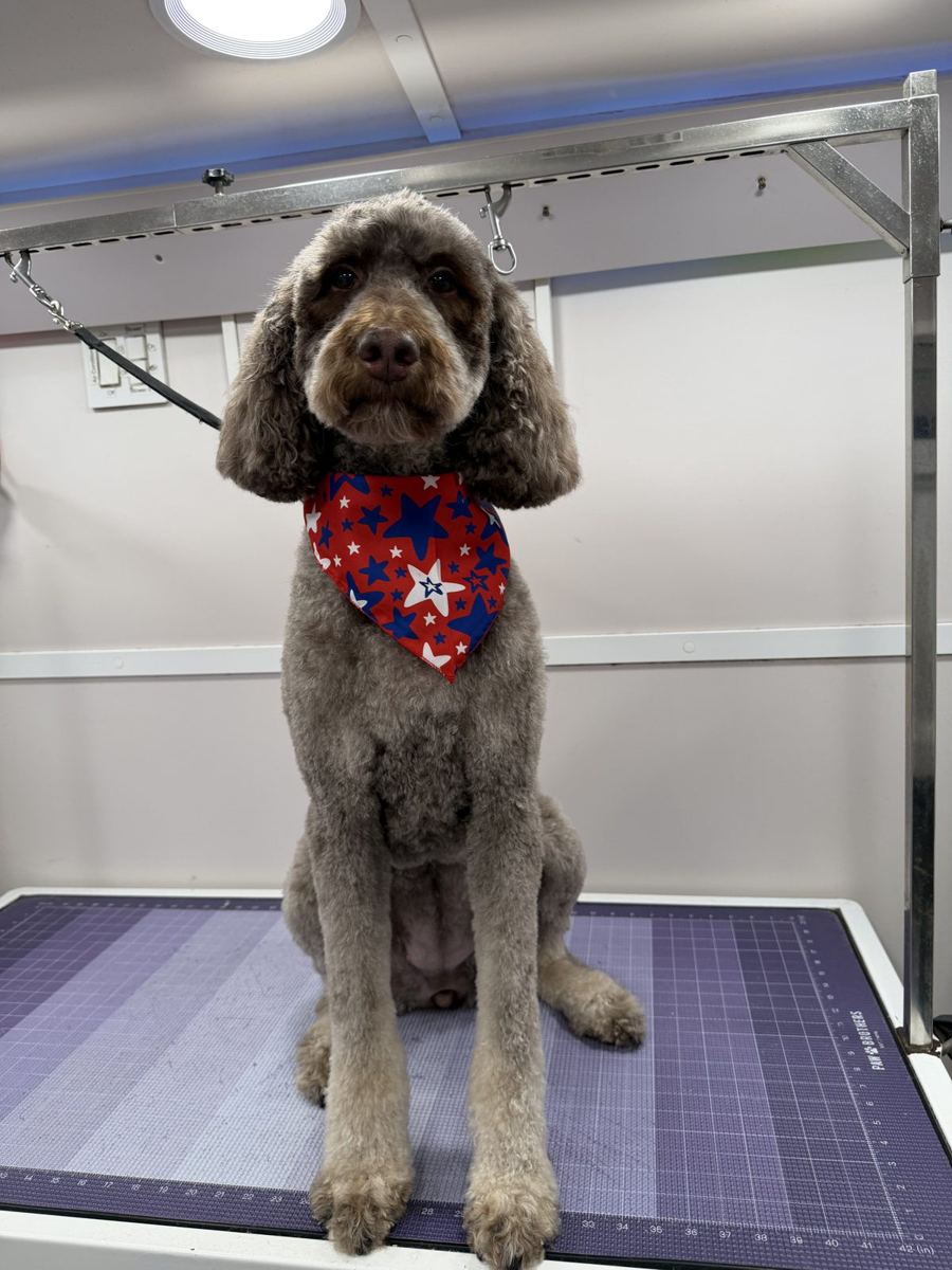 Silver doodle groomed in the mobile van