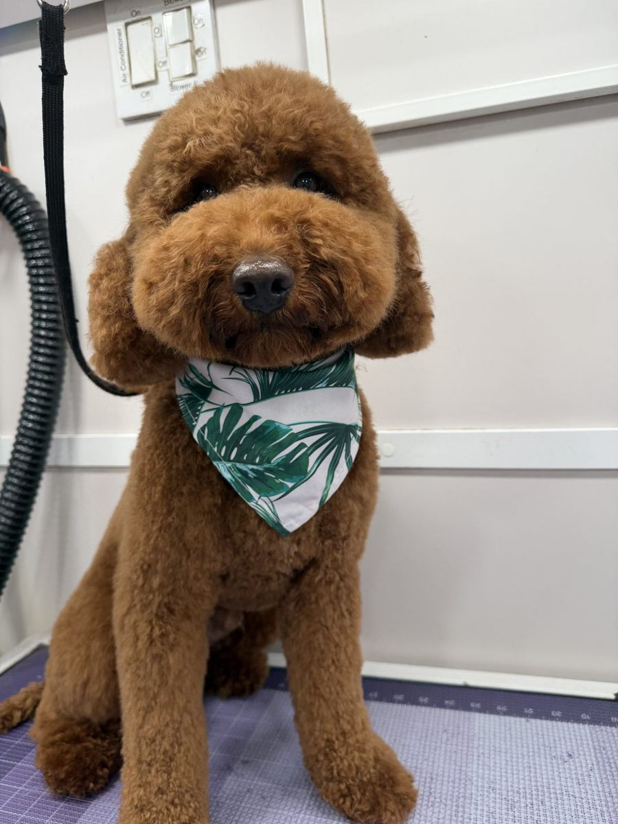 Red doodle freshly groomed in the King of Tails van