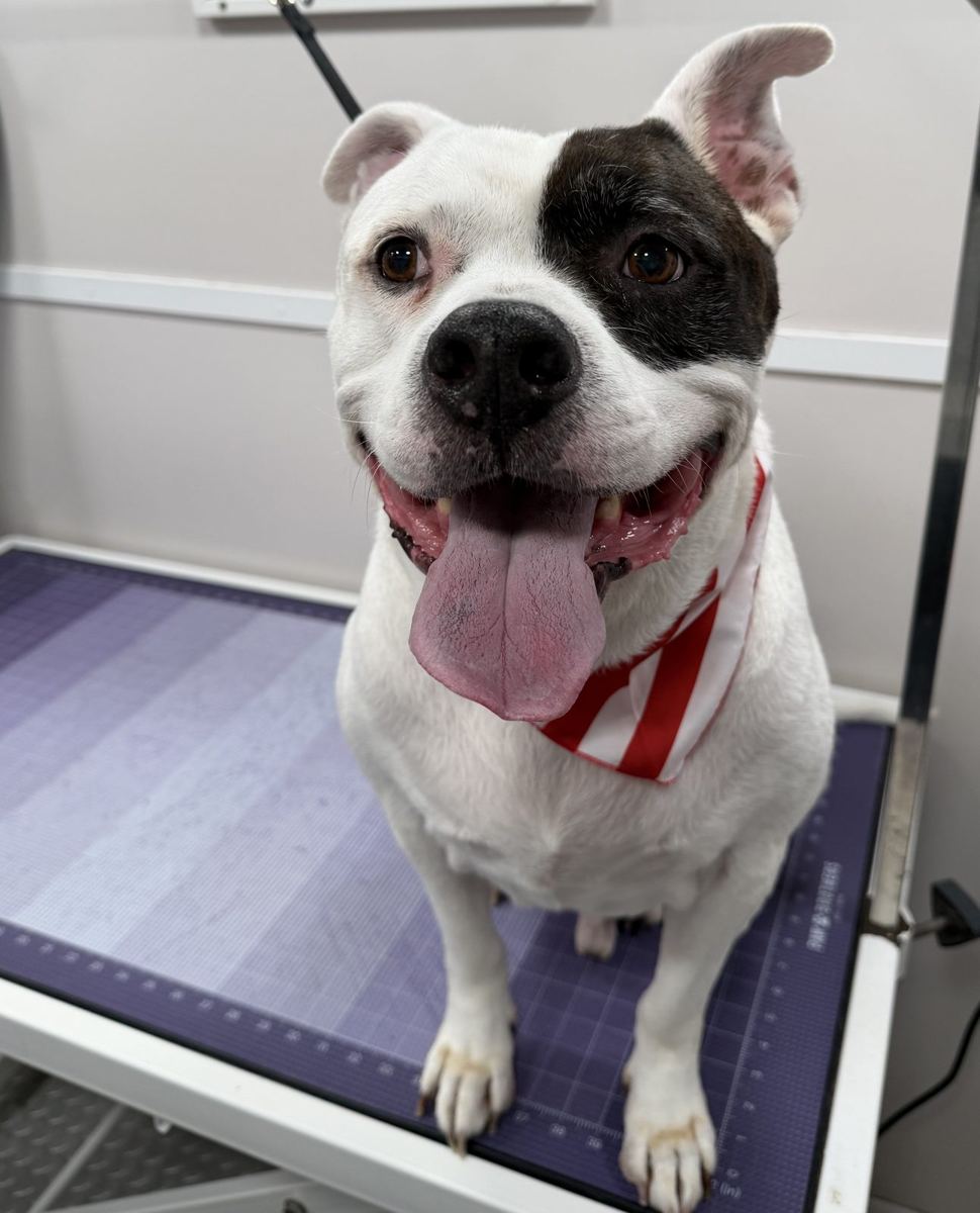 Grinning bulldog after grooming