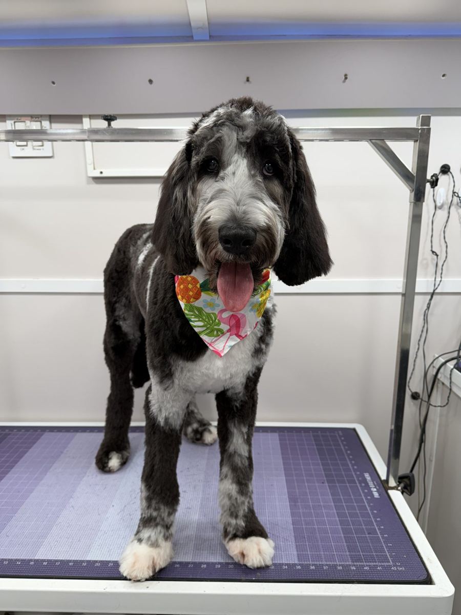 Sheepadoodle after a full mobile groom in Katy TX