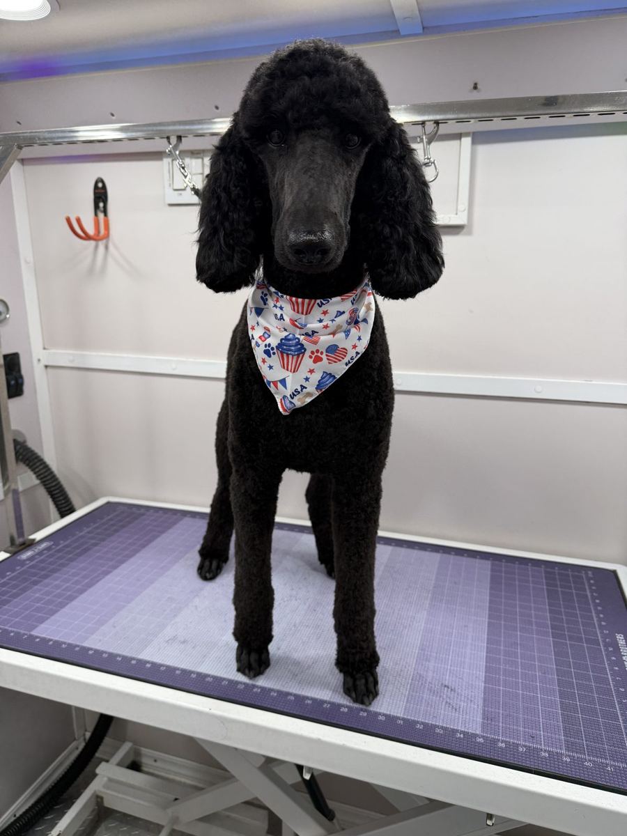 Black standard poodle standing tall after a groom